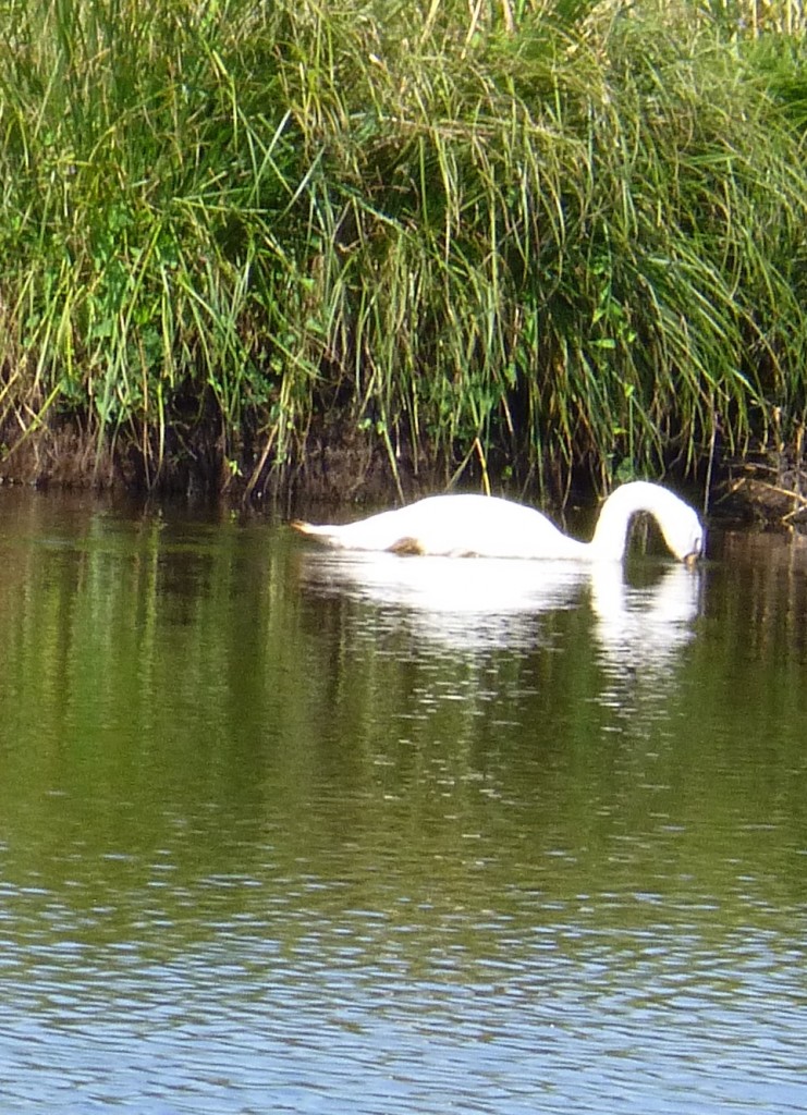 Swan near the reeds