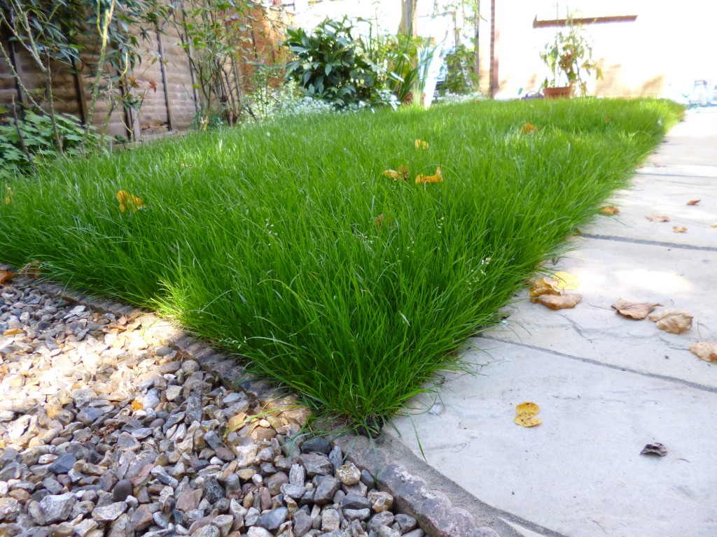 Grass had grown quite long