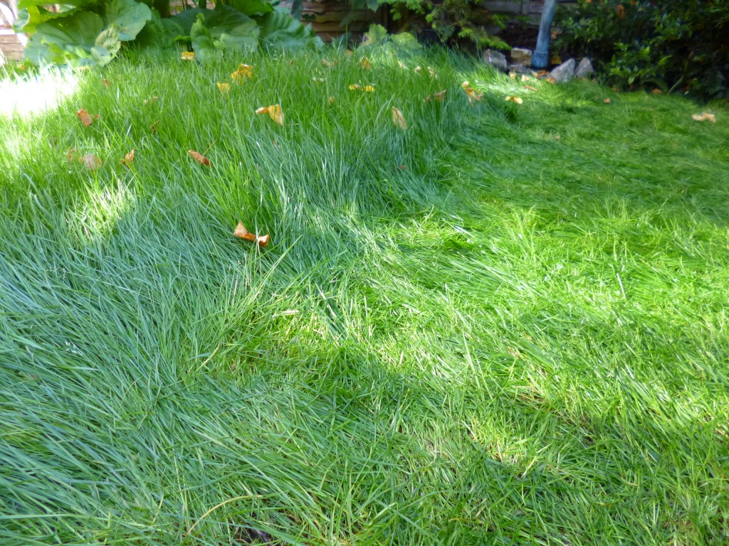 Partly cut (or squashed?) lawn