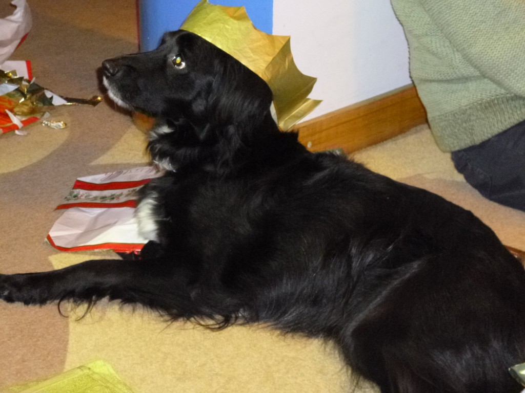 Dog on Christmas day with paper hat......