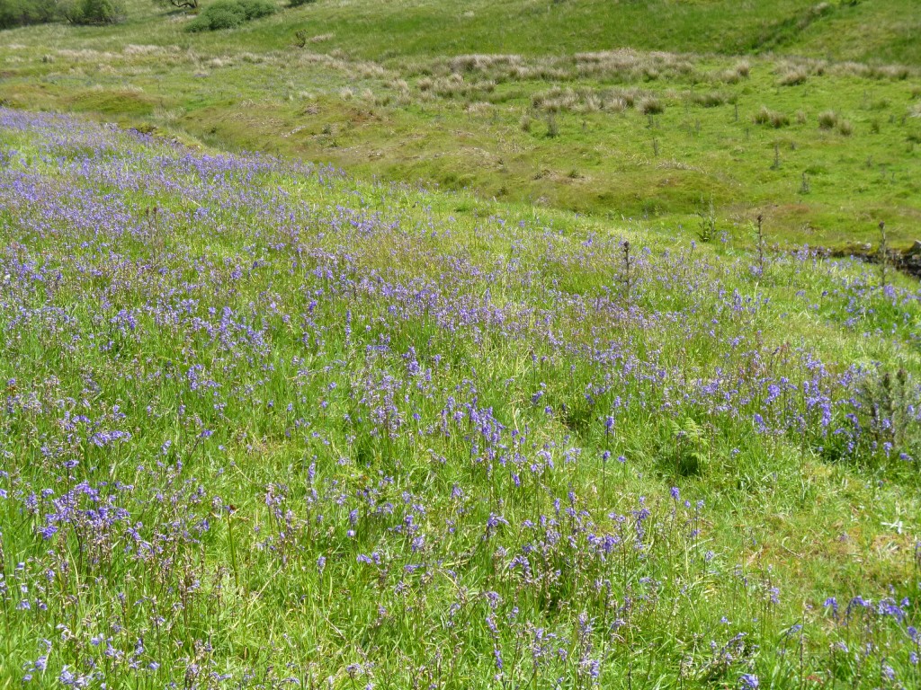 .....hillsides covered in bluebells......