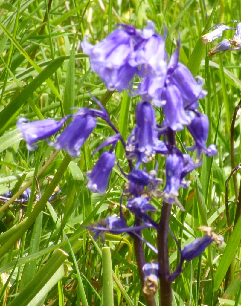 ....(a bluebell!)....