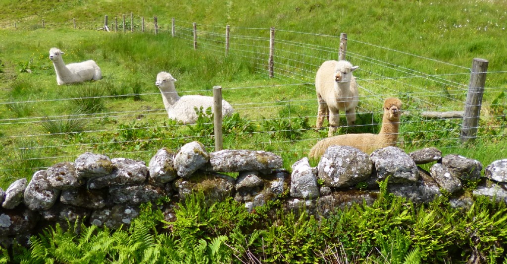 .....and even a field containing alpaca!