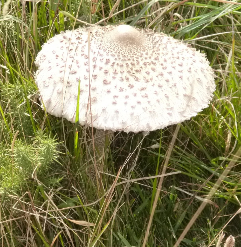 Toadstool.  Some people didn't see the elf (or is it a pixie?) keeping out of the sun, underneath.