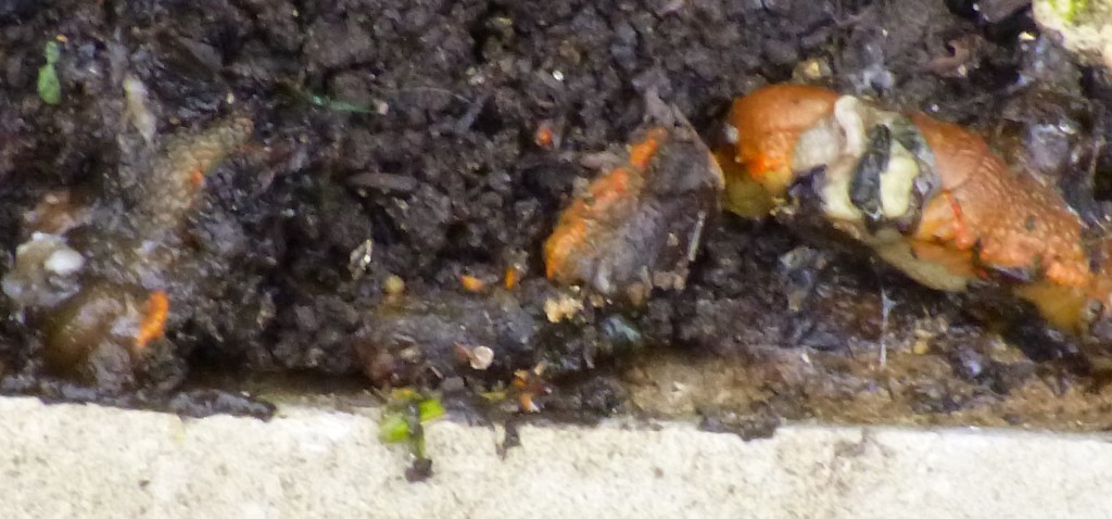 ......but suffer the same fate.