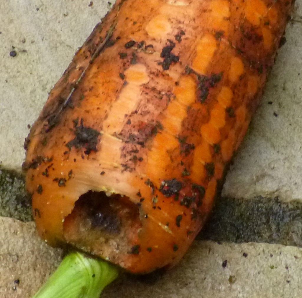 Slug damage on carrot.