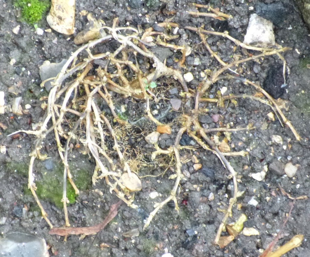 Remains of sedum on rockery.