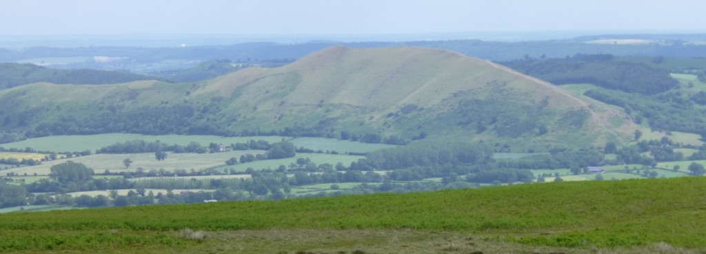 .....I thought looked like giant lizards.