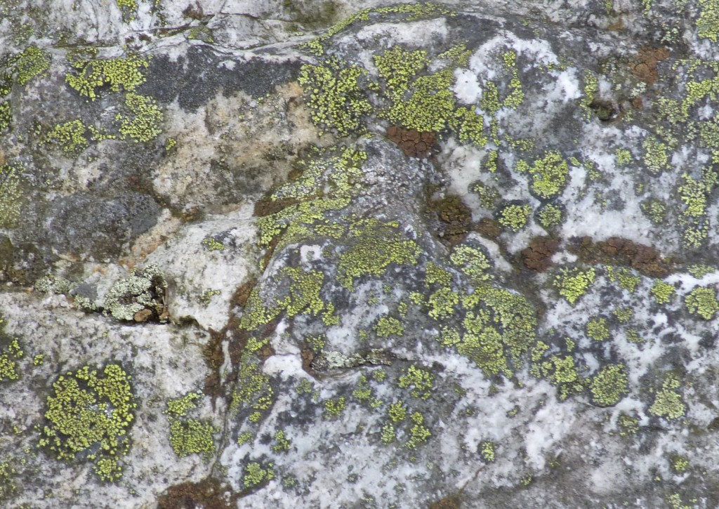 ......nice lichen....