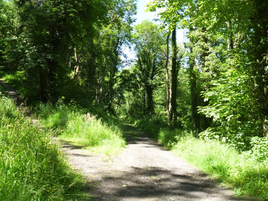 ......in woodland shade....