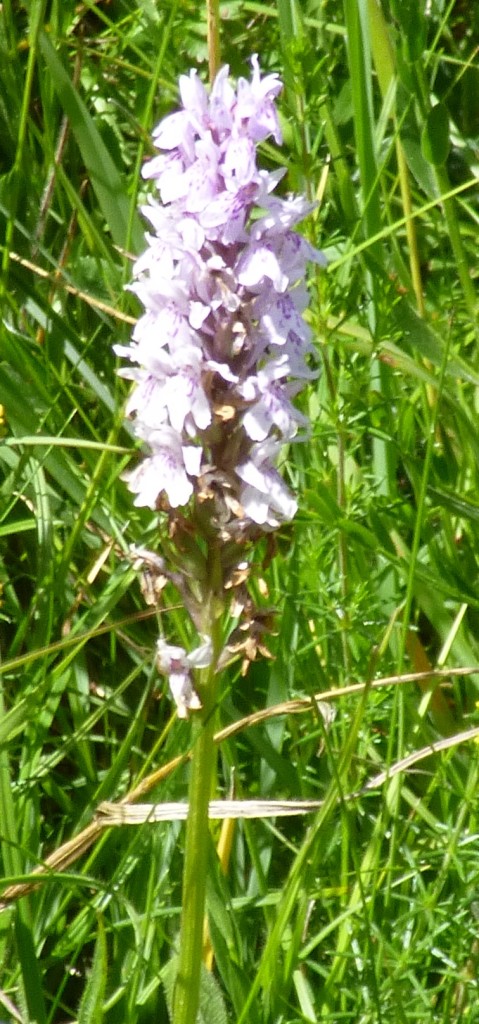 .....a different type of orchid....