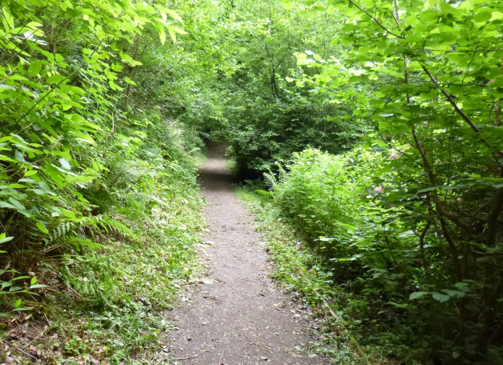 .....then into Rectory Wood....