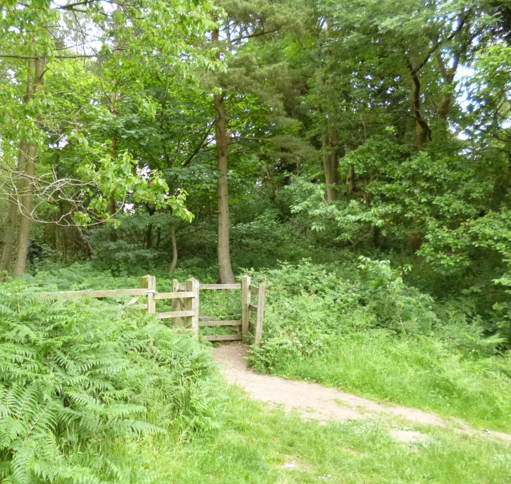 ......and came out at the top of the wood....