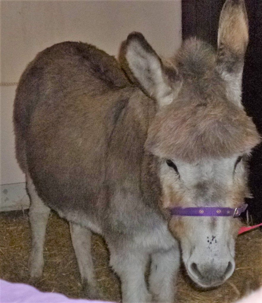 The donkey - Jasmine