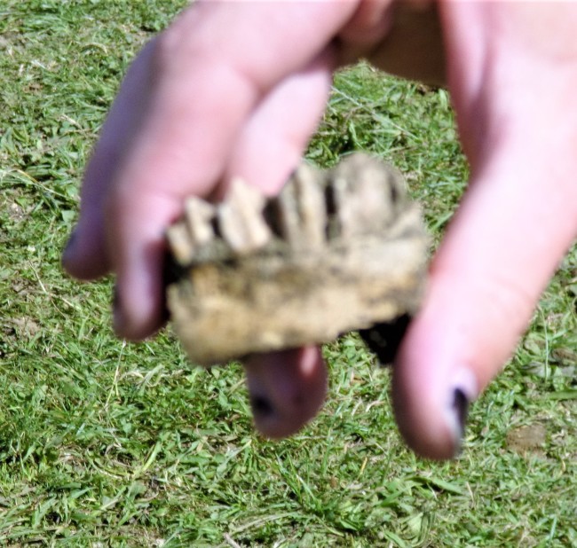 The animal jaw - sadly out of focus!